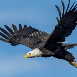 Nascholing Meedogenloos Eerlijk 04-11-2026